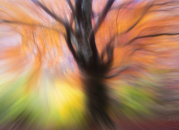 colores oto&ntilde;ales hayedo, impresionismo, movimiento