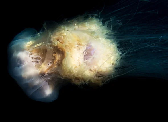 Strumenti Emotivi per Guidare Sviluppa una Leadership Basata sull&rsquo;Intelligenza Emotiva